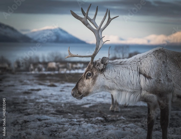 Fototapeta Raindeer looking away from camera in Norway with mountains in the background