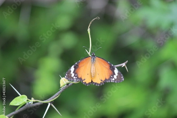 Fototapeta butterfly on a leaf