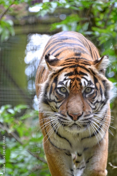 Fototapeta tiger approaching