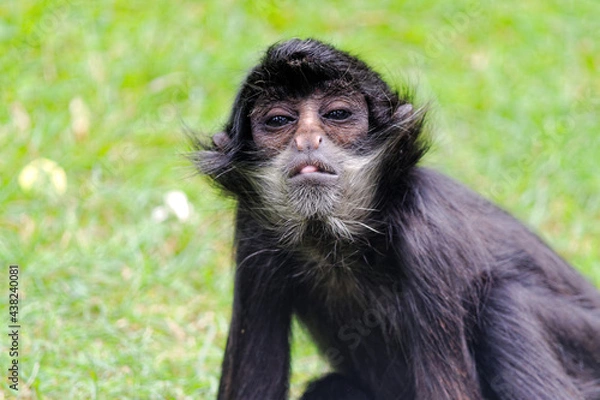 Fototapeta spider monkey young