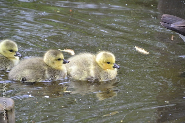 Fototapeta duck and ducklings