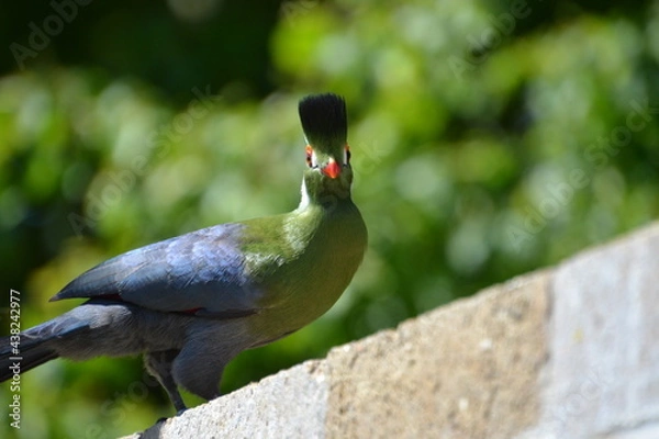 Fototapeta Turaco