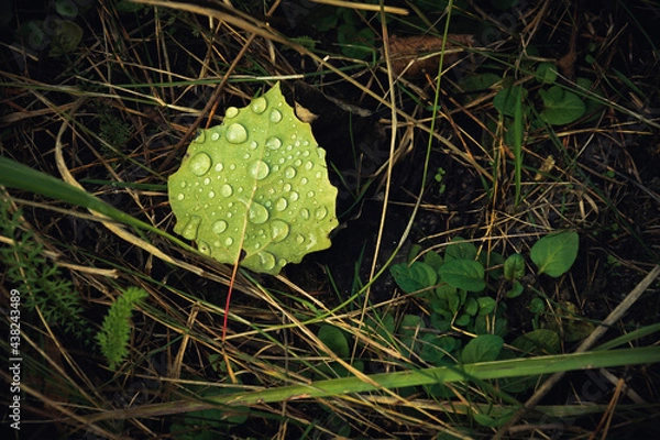Obraz The green leaf covered with dew