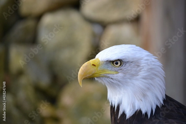 Fototapeta bald eagle side profile