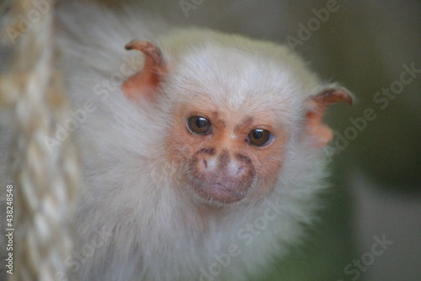 Fototapeta Small white macaque close up