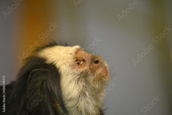 Fototapeta Small monkey looking up