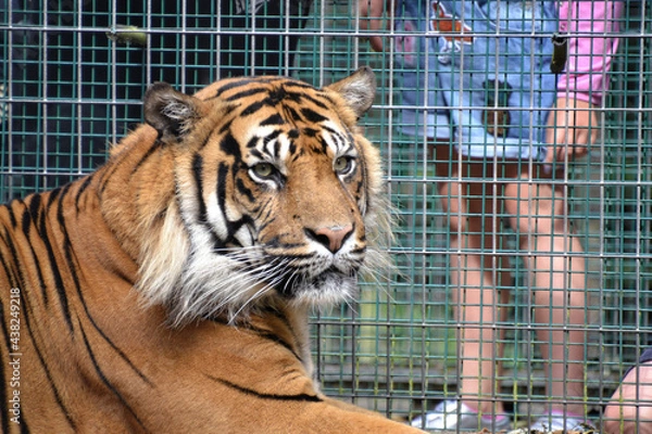Fototapeta tiger watching 