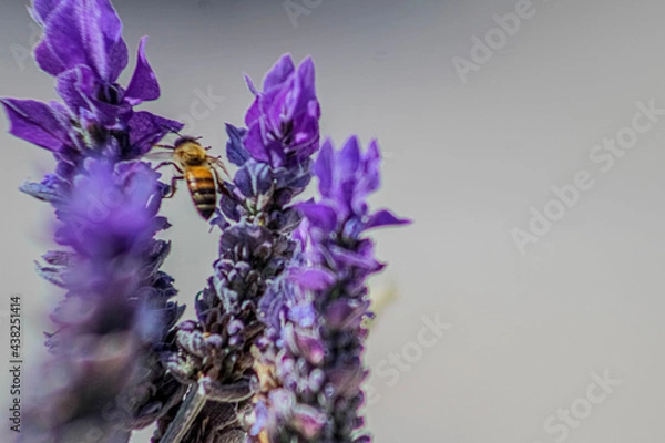 Fototapeta bee on lavender