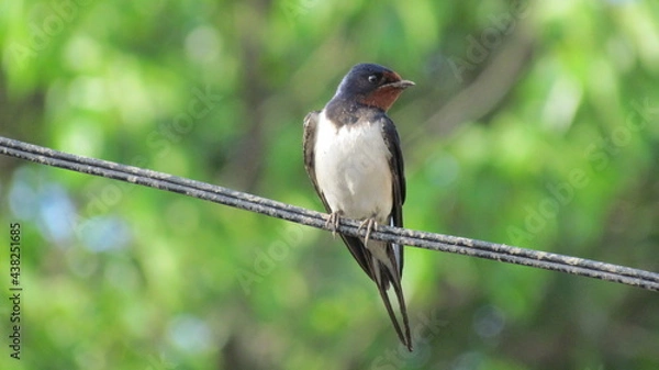 Obraz black capped kingfisher
