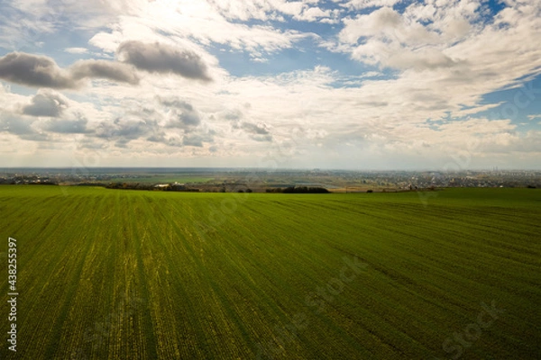 Fototapeta Aerial view of bright green agricultural field in early spring.