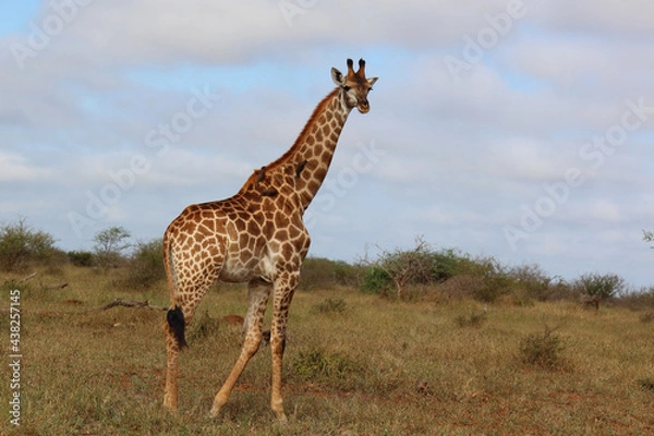 Fototapeta Giraffe / Giraffe / Giraffa camelopardalis