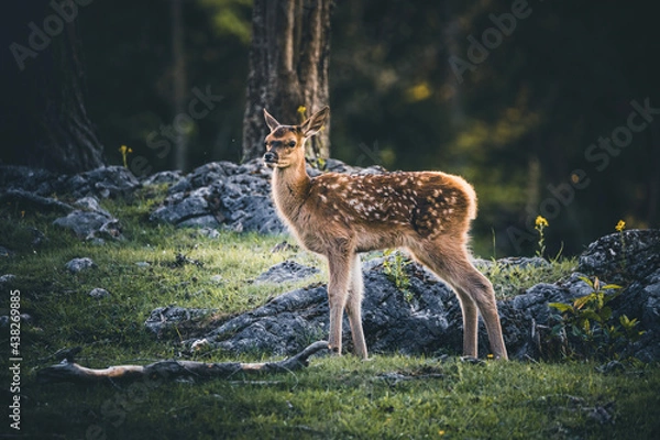 Fototapeta Bambi in the Forest - Baby red Deer during Spring in Austria on a sunny day