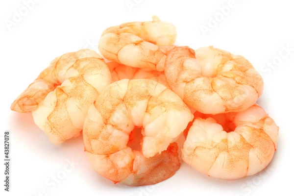 Obraz shrimp