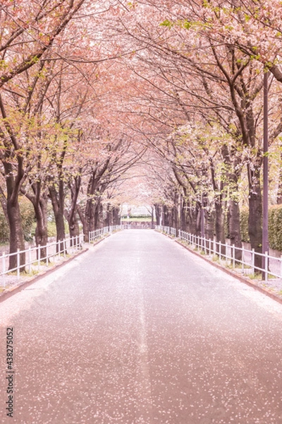 Fototapeta 調布飛行場の桜並木