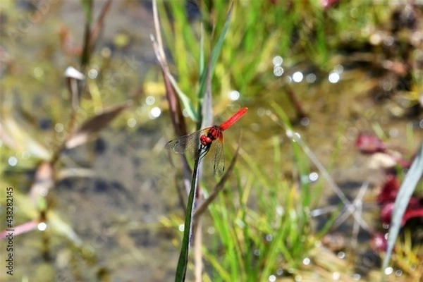 Obraz ハッチョウトンボ（オス）