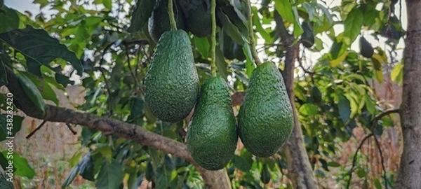 Fototapeta Avocado Strains Booth 8 in avocado breeding park, Tak province, Thailand