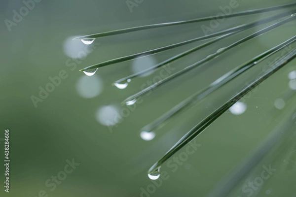 Obraz 水滴と松葉