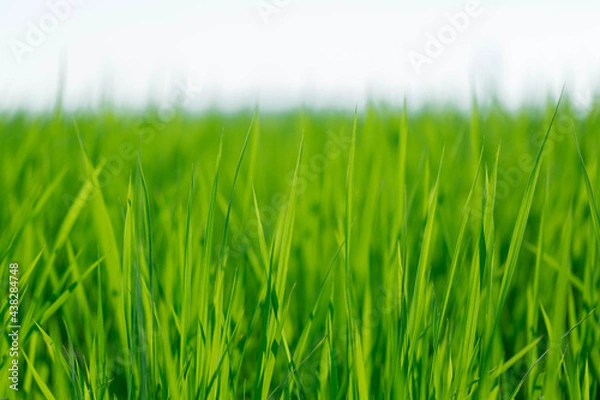 Obraz 初夏の稲穂