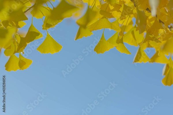 Obraz イチョウの紅葉