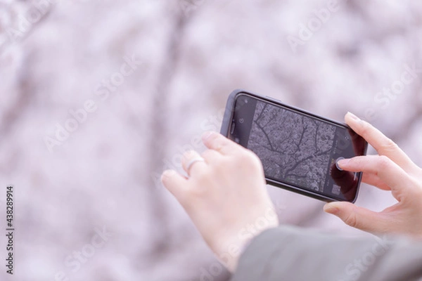 Obraz 桜を撮るスマホ