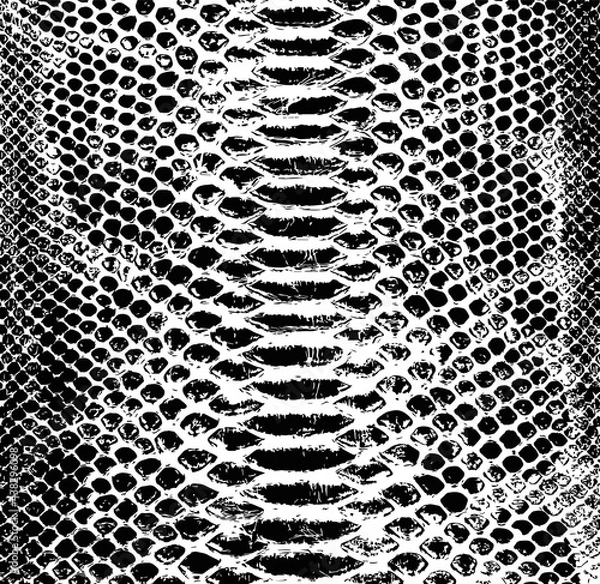 Obraz Vector snake skin background. Black and white texture