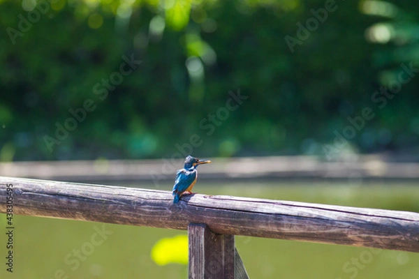 Fototapeta カワセミ