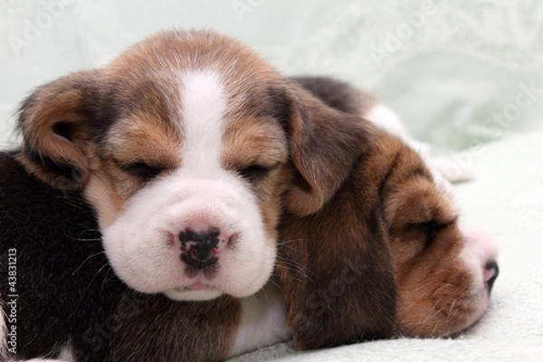 Obraz Бигль щенков