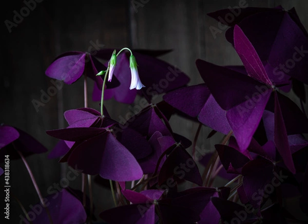 Fototapeta sour cherry flower, кислица лесная