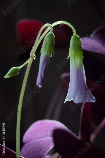 Fototapeta sour cherry flower, кислица лесная
