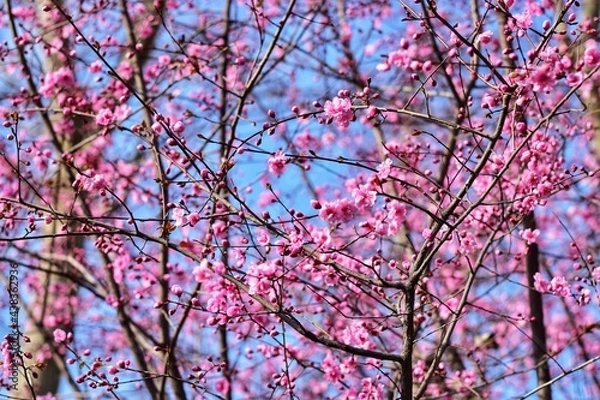 Fototapeta pink cherry blossom