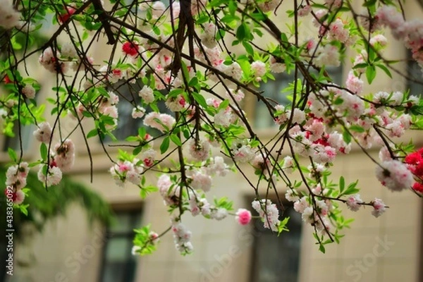 Fototapeta cherry blossom in spring
