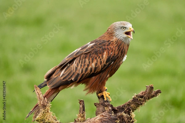 Fototapeta Red kite, bird of prey portrait. The bird is sitting on a stump, viewed from the side