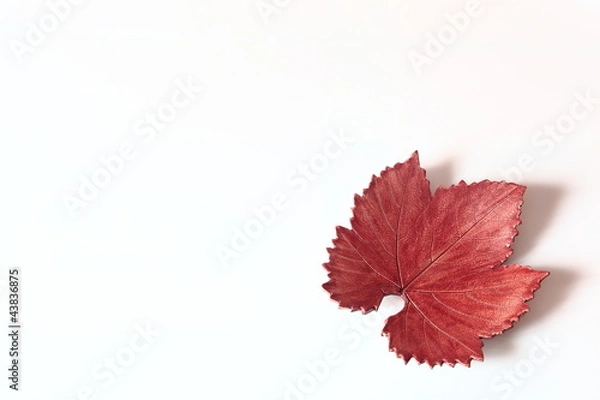 Obraz hoja de otoño