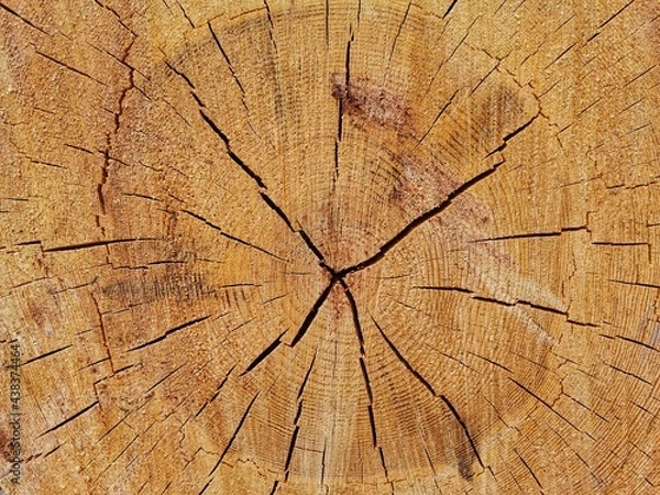 Obraz Tree stump. Patterns on the tree stump. Background