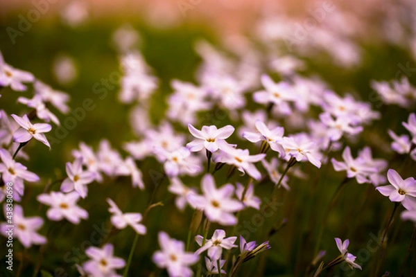 Obraz ハナニラ　群生