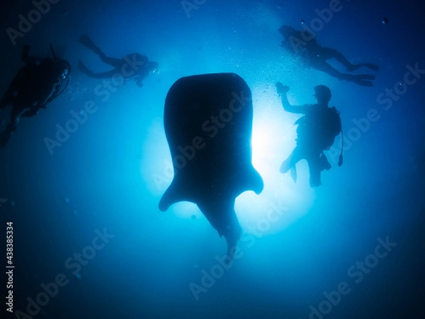 Obraz ジンベエザメとの邂逅