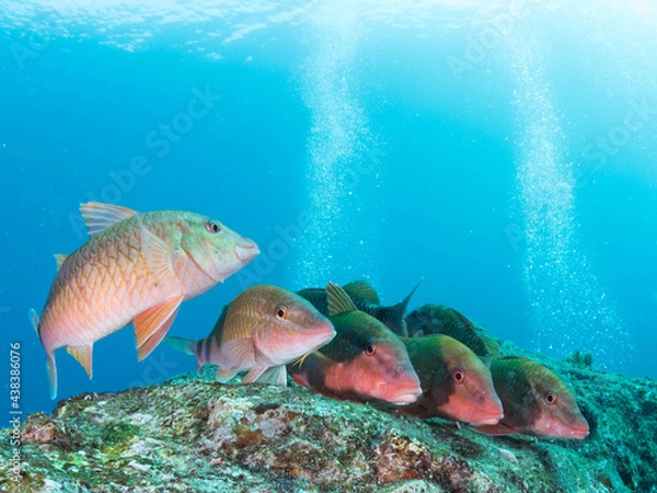 Obraz 光を求めて