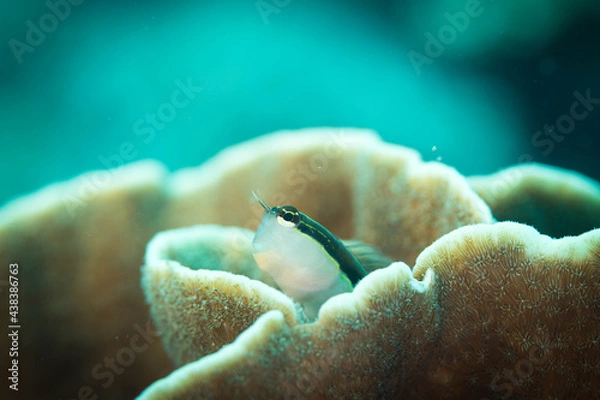 Obraz サンゴの隠れ家