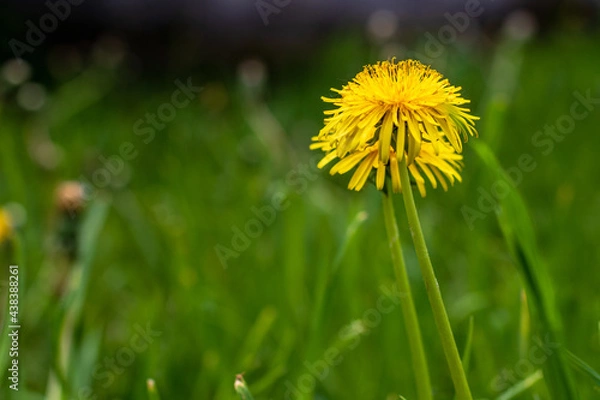 Obraz Dandelions seen on this green grass