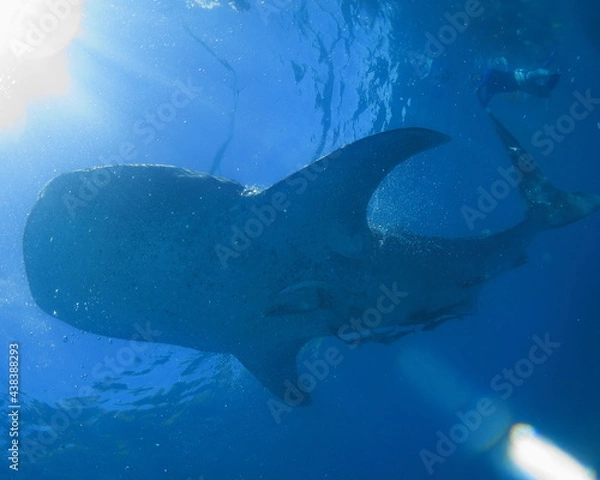 Obraz ジンベエザメ　悠然と泳ぐ