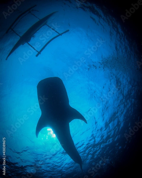 Obraz ジンベエザメとボート