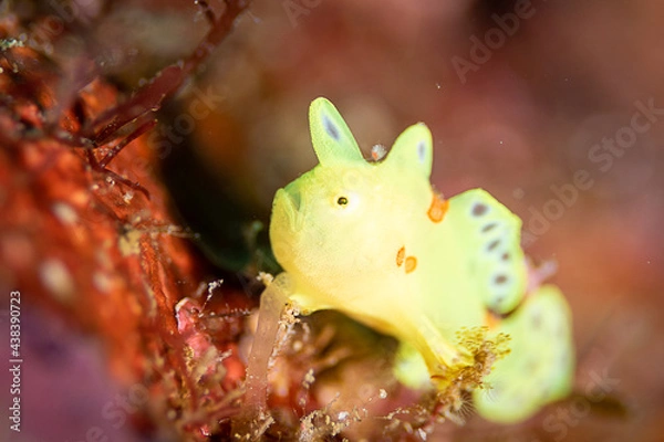 Obraz イロカエルアンコウの赤ちゃん