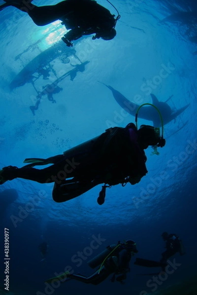 Obraz ダイバーとさめ