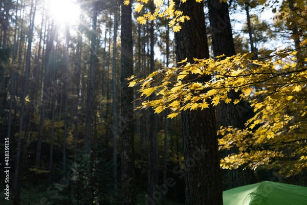 Obraz 秋のキャンプ