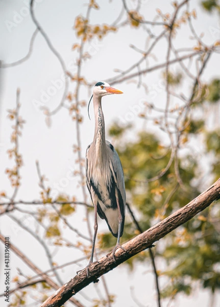 Fototapeta Full body portrait of gorgeous stork stays in tree branch on his claws. Warm pastel tones leaves background. Beautiful posture of crane bird during golden hour. Wild animals searching for prey