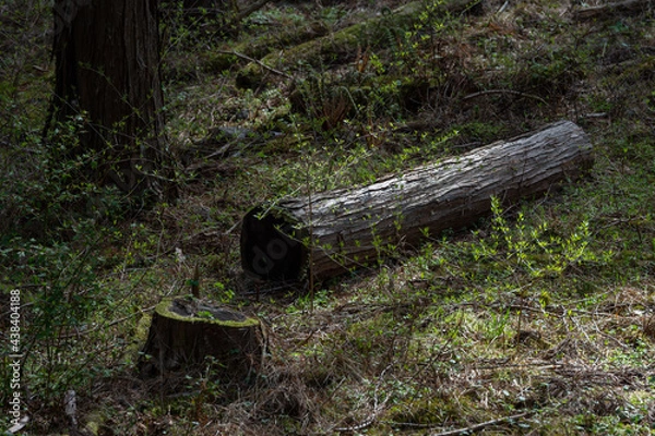 Fototapeta 古い丸太