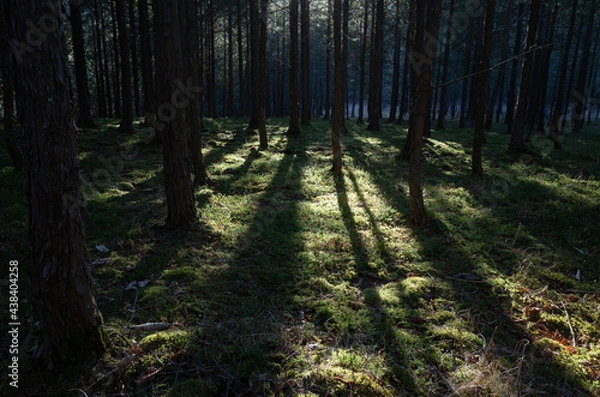 Fototapeta 森に差し込む光