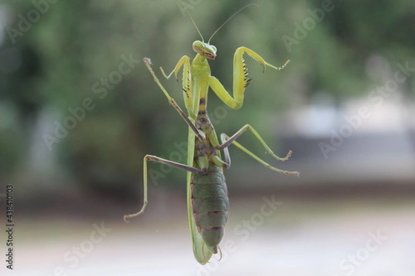 Fototapeta Mantis insect on the window high quality photo