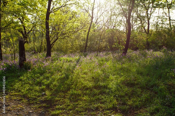 Fototapeta 森林に太陽の光が差し込む様子