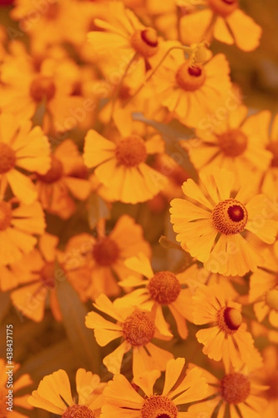 Fototapeta Yellow flowers stylish wallpaper. Summer bloom concept